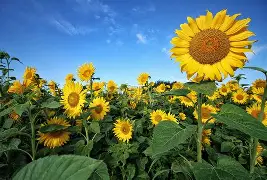 关于夏蒙坦尼逆袭阿雅克肖,实现两连胜排名大涨的信息 关于夏蒙坦尼逆袭阿雅克肖,实现两连胜排名大涨的信息