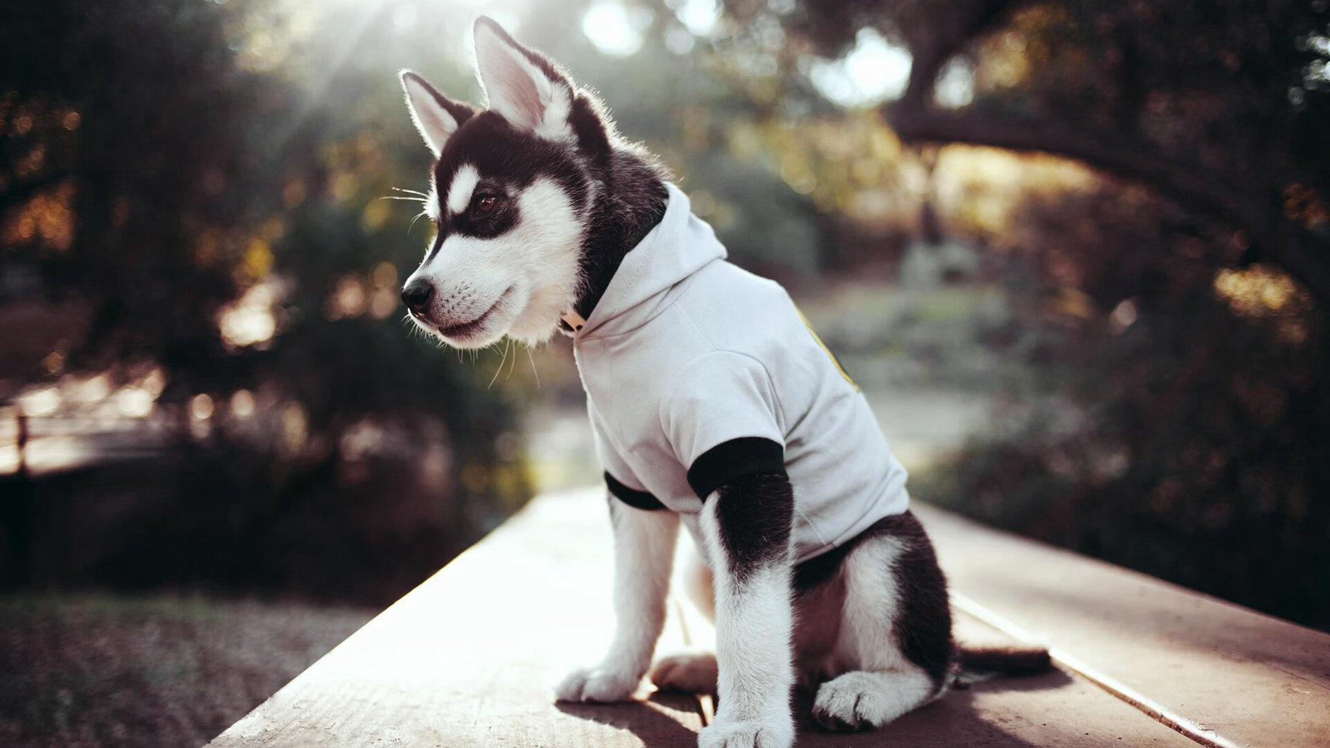 从亚特兰大到巴黎，萨卡奥运周期关键战接管，几内亚成制霸试金石