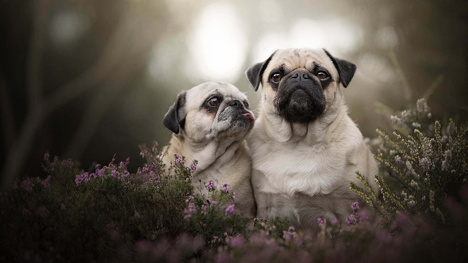 当天山雪豹遇见风城玫瑰，杜兰特稳定输出背后的篮球哲学