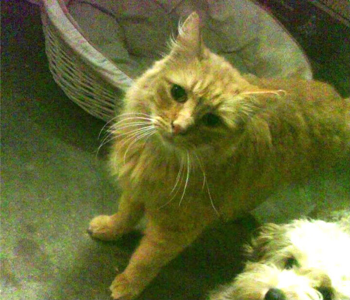 莱比锡红牛血拼沙特，本泽马成为关键先生